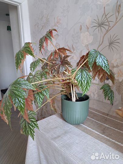 Бегония грифон