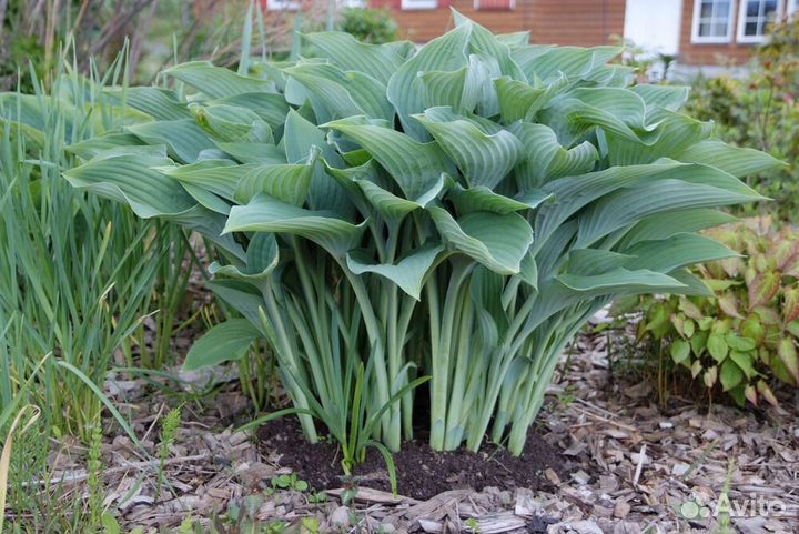 Хоста в ассортименте