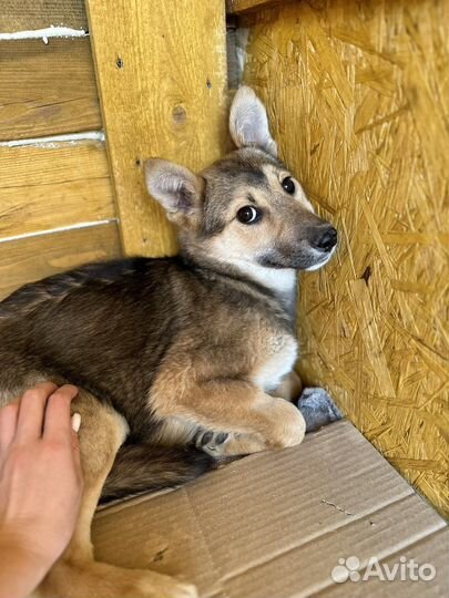 Щенок в добрые руки