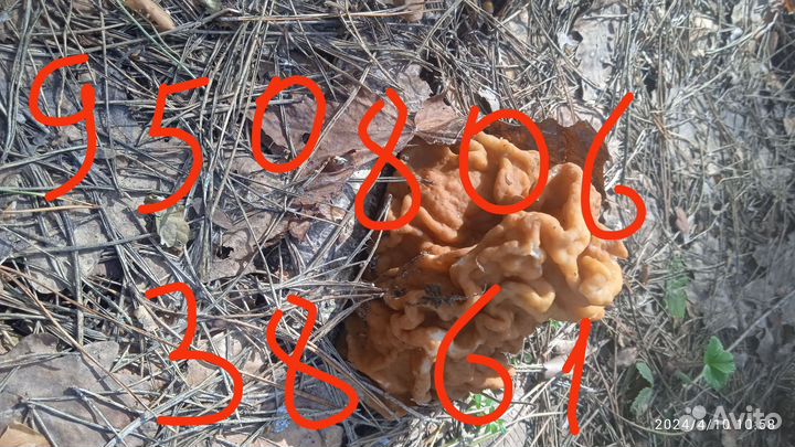 Свежие грибы