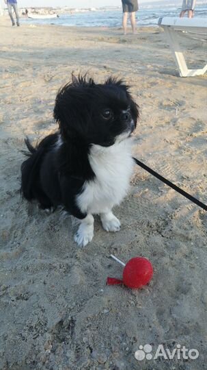 Пекинес мальчик