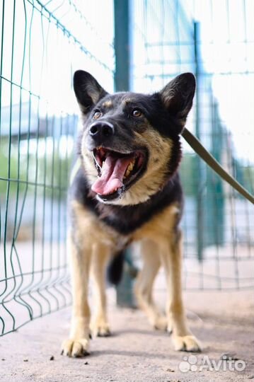 Собака Ричард в поисках дома