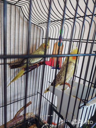 Птенцы кореллы