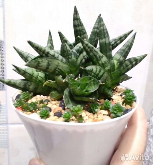 Сансевиерии сортовые