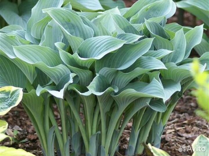 Голубые хосты