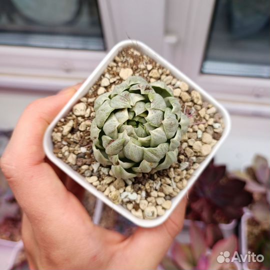 Суккуленты эхеверии 1