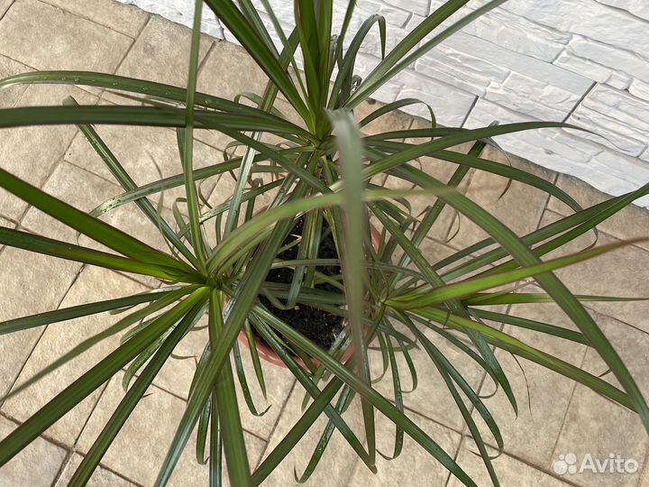 Драцена 56 см