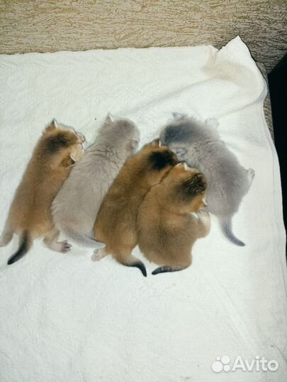 Британский котенок