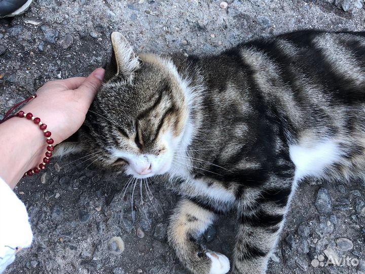 Отдам кота в добрые руки