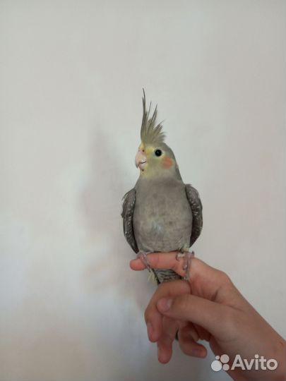 Попугай корелла