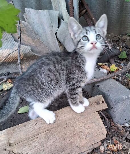 Котик (в роду был мейнкун)