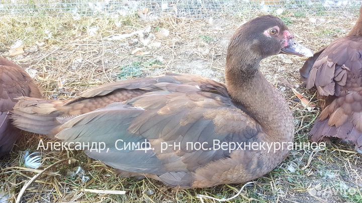 Утята Мускусных уток Тяжёлых линий 