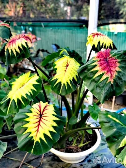 Новинка Колоказия Light Pillar шикарный сорт