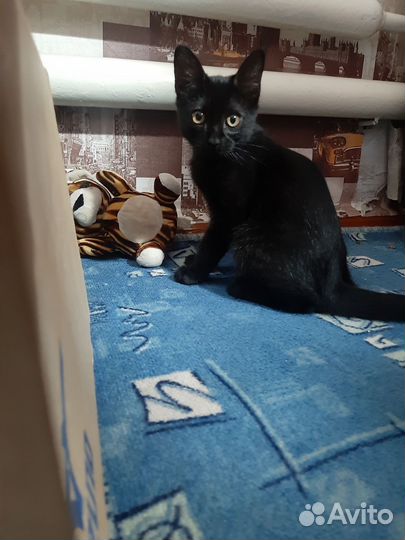 Котенок мальчик в добрые руки