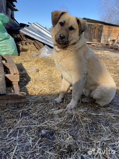 Собака Чарли