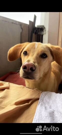 Добрая собака в дар