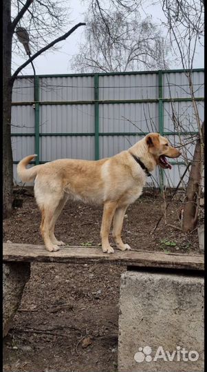 Мини лабрадор ищет дом