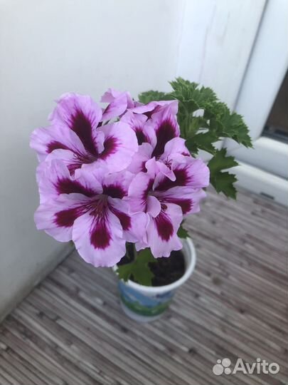 Королевская пеларгония