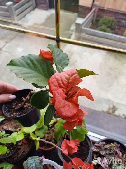 Бугенвиллея