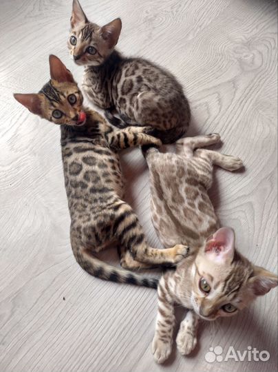 Бенгальская