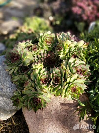 Молодило - каменная роза (3 сорта)