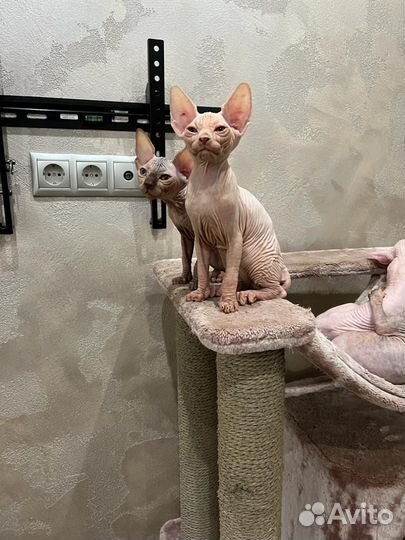 Канадский сфинкс котенок