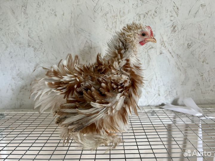 Карликовые кохинхины