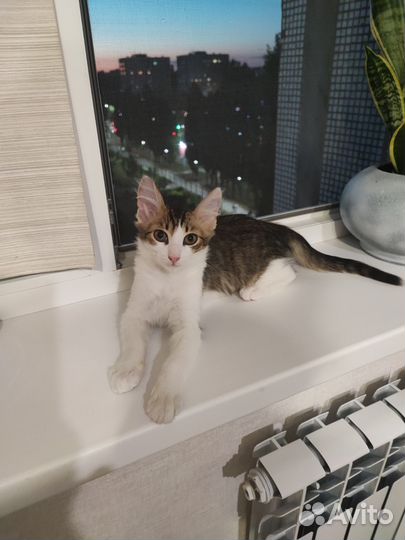 Кошка в дар
