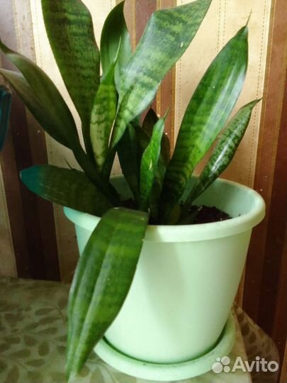 Сансевиерия