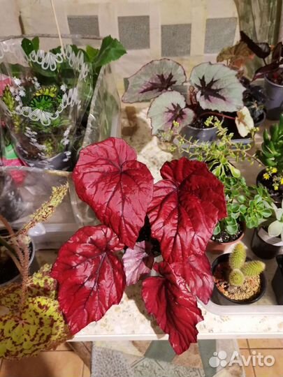 Бегония декоративно лиственная