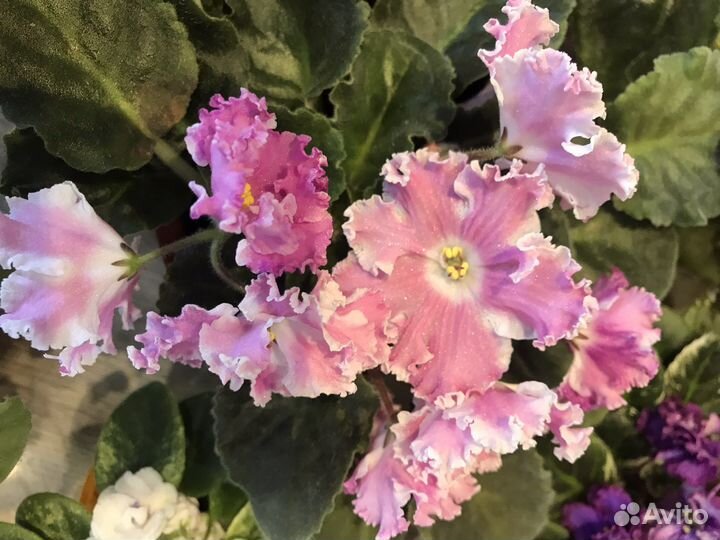 Фиалка листики (черенки)