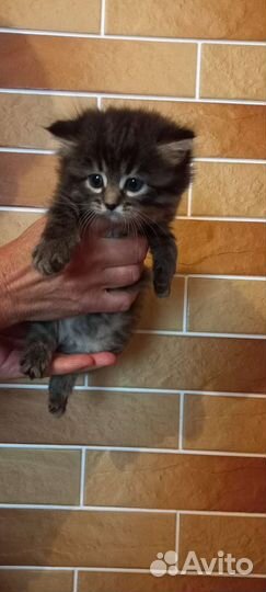 Персидская кошка