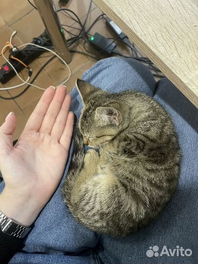 Котята в добрые руки бесплатно