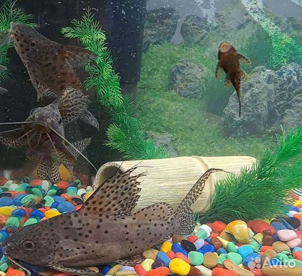 Аквариумные рыбки