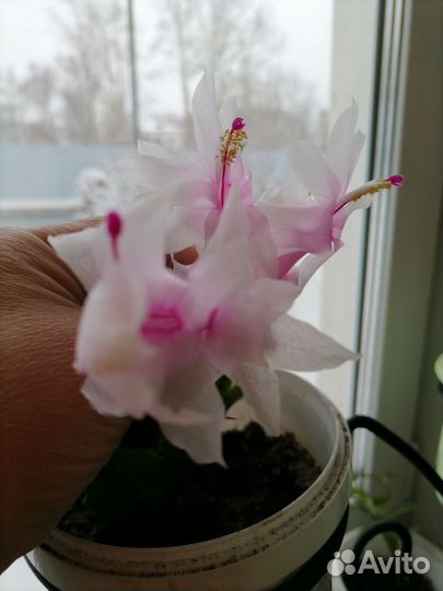 Фикус каучуконосный