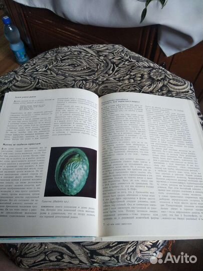 Книга про ракушки