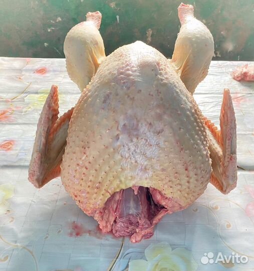 Домашняя индейка