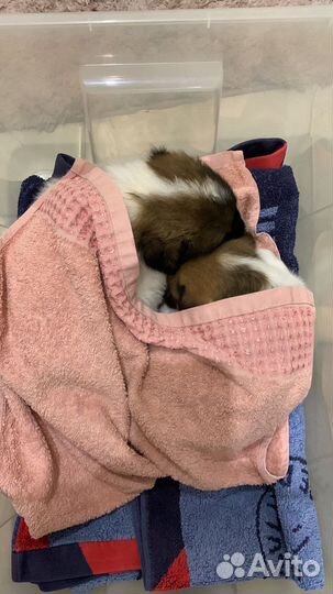 Щенок в добрые руки