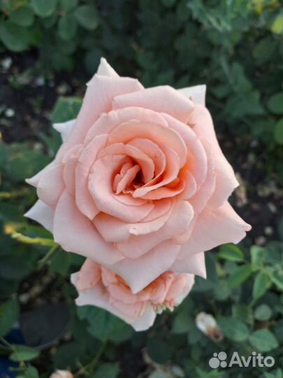 Розы.Опт-розница