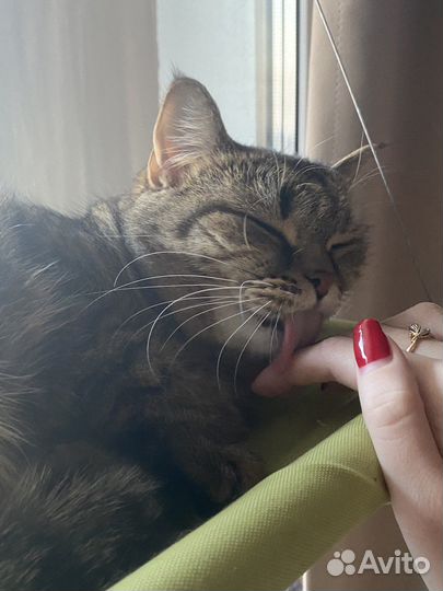 Догситтер передержка собак прогулки с собаками