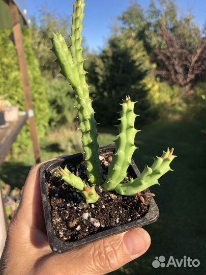 Суккуленты