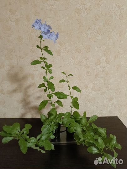 Комнатные цветы