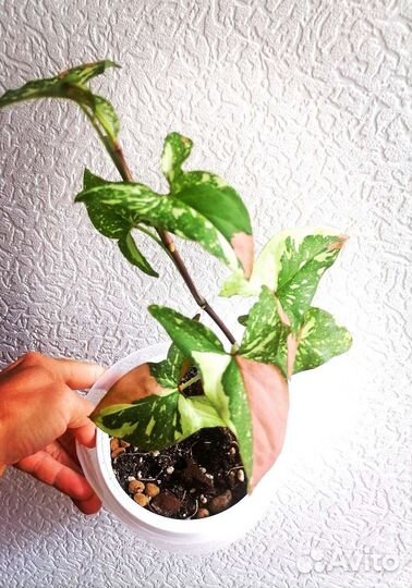 Сингониум Ред Спот Триколор