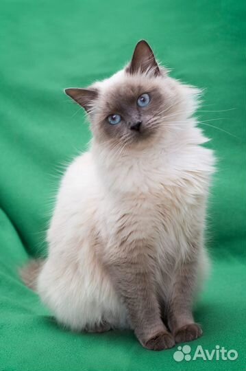 Кошка Бентли