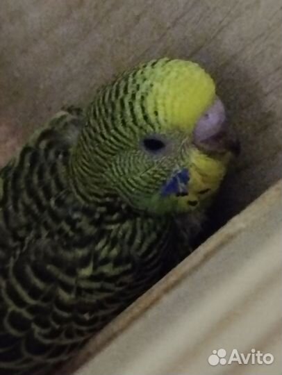 Попугай волнистый от заводчика
