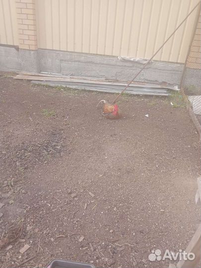 Продам петуха,возраст 2 года,дееспособный,активный