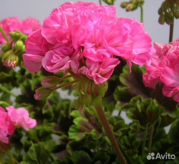 Пеларгония герань Ч.7
