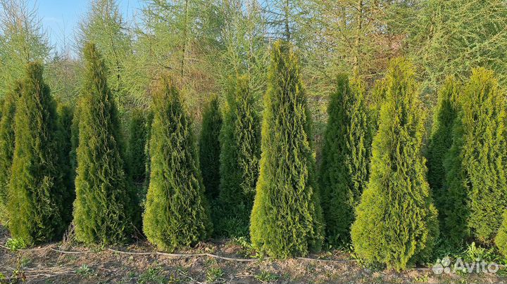 Туя оптом