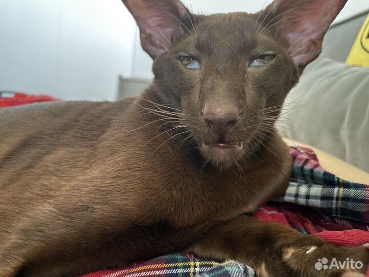 Ориентальная