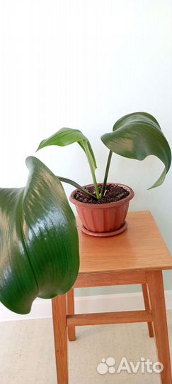 Амазонская лилия (эухарис)